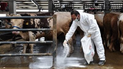 Bursa Osmangazi’de kurban pazarlarında sinekle mücadele