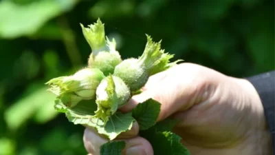 Fındık fiyatı bugün ne kadar? 23 Kasım Perşembe fındık fiyatları