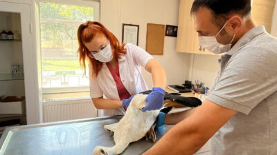 Osmangazi Belediyesi leylek yaralı olunca yardıma koştu!