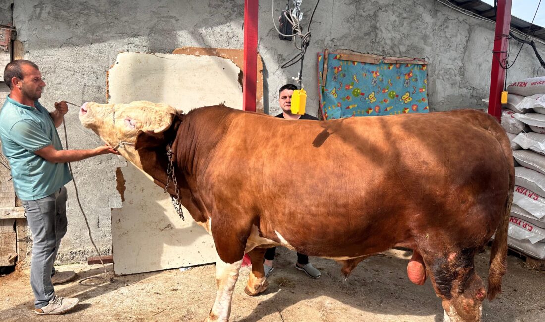 1 Ton 200 kiloluk kurbanlık Bursa’da araba fiyatına sahiplerini bekliyor!