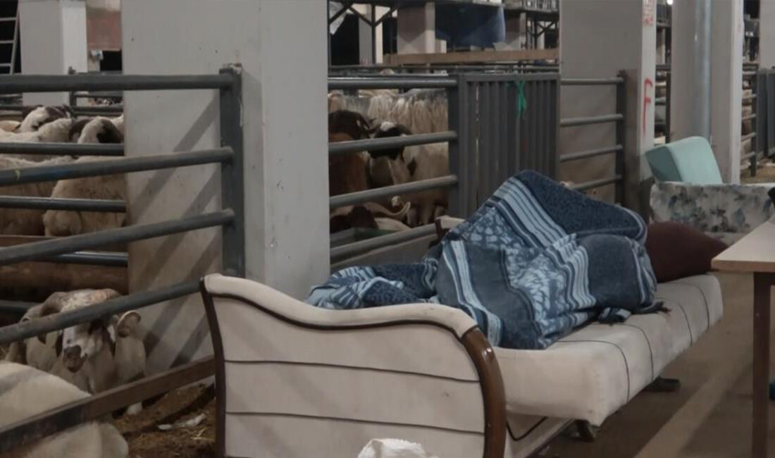 Bursa’da bir vatandaş koyunlarla koyun koyuna nöbet tuttu!