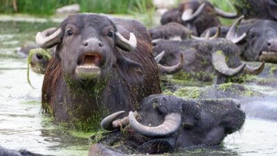 Afrika değil burası Erzurum ovası!