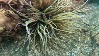 Marmara Denizi’nin ekolojik yapısı mercek altında