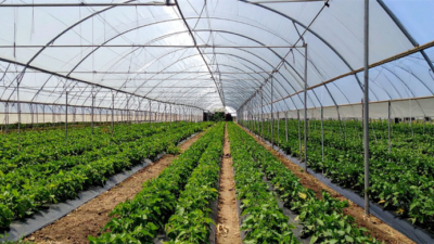 İzmir Bayındır Sera Organize Tarım Bölgesi’nde Altyapı Çalışmaları Tamamlandı