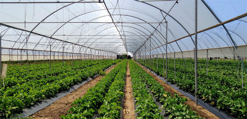 İzmir Bayındır Sera Organize Tarım Bölgesi’nde Altyapı Çalışmaları Tamamlandı