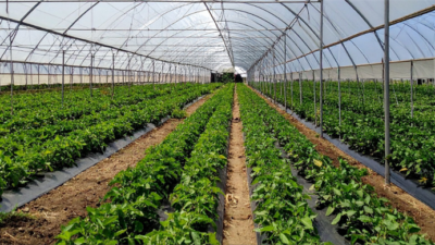 Zonguldak Çaycuma Sera OTB Üretime Başladı