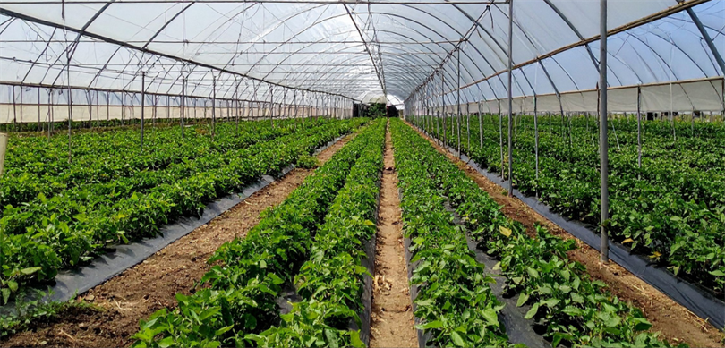 Zonguldak Çaycuma Sera OTB Üretime Başladı